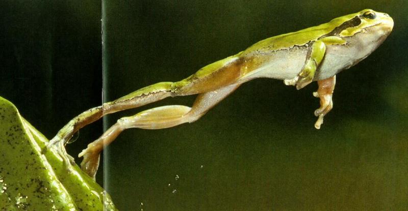 European tree frog (Hyla arborea) {!--유럽청개구리--> jumps; DISPLAY FULL IMAGE.