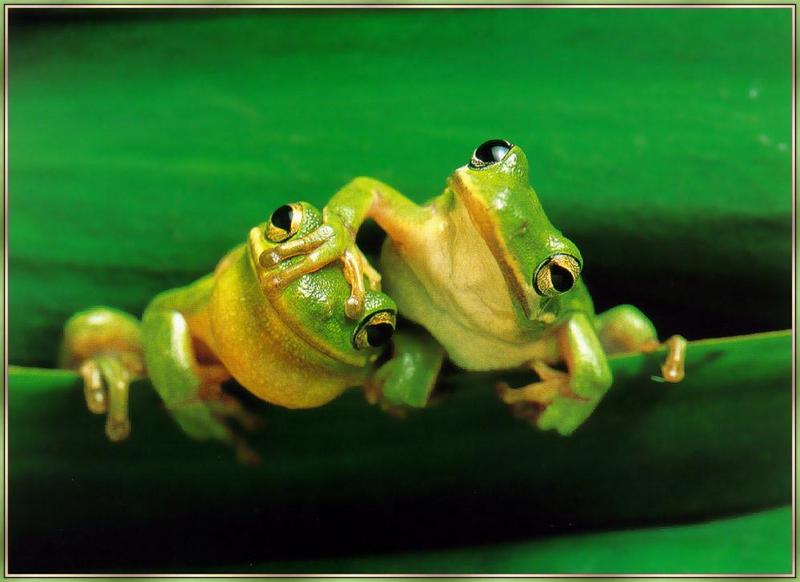 Tree Frog duo; DISPLAY FULL IMAGE.