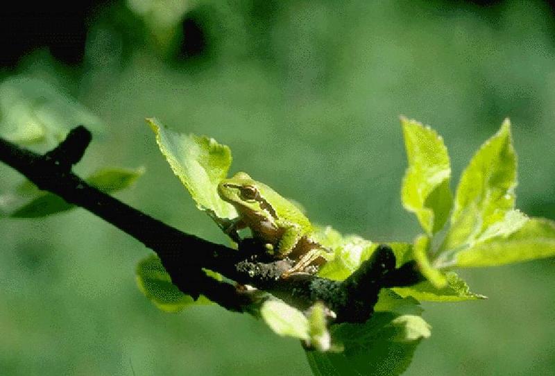 Tree Frog; DISPLAY FULL IMAGE.