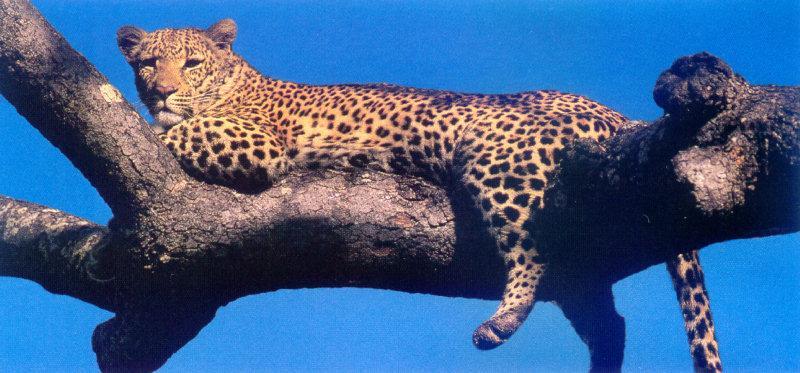 Afrcian Leopard (Panthera pardus) {!--아프리카 표범-->; DISPLAY FULL IMAGE.