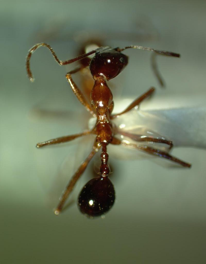 Ant {!--개미-->; DISPLAY FULL IMAGE.