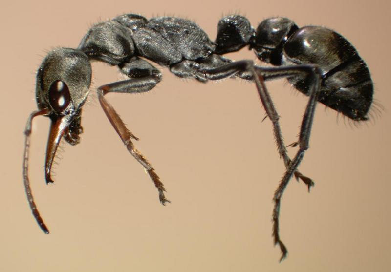 Ant {!--개미-->; DISPLAY FULL IMAGE.