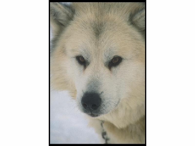 American Eskimo dog; DISPLAY FULL IMAGE.