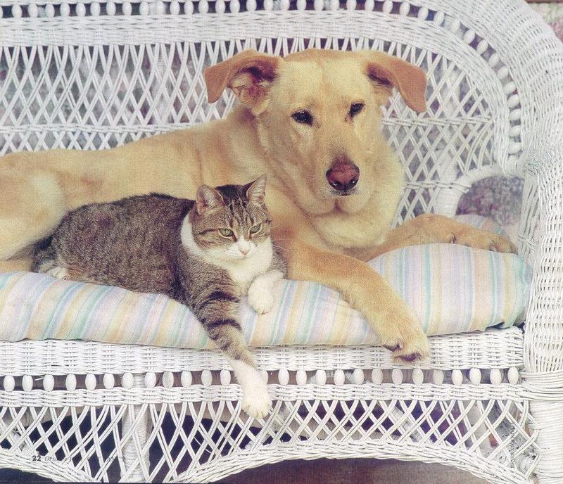 Wicker Pals - Cat and Dog; DISPLAY FULL IMAGE.