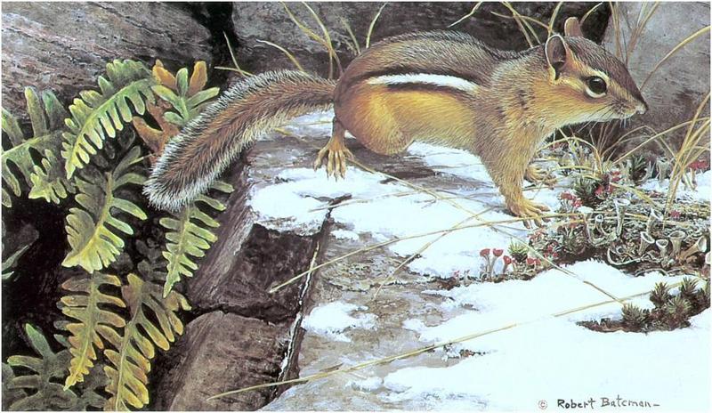 [Animal Art - Robert Bateman] Alert - Chipmunk, 1972; DISPLAY FULL IMAGE.