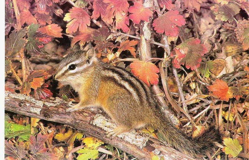 Chipmunk; DISPLAY FULL IMAGE.