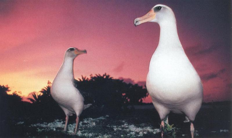 Albatross {!--신천옹류-->; DISPLAY FULL IMAGE.