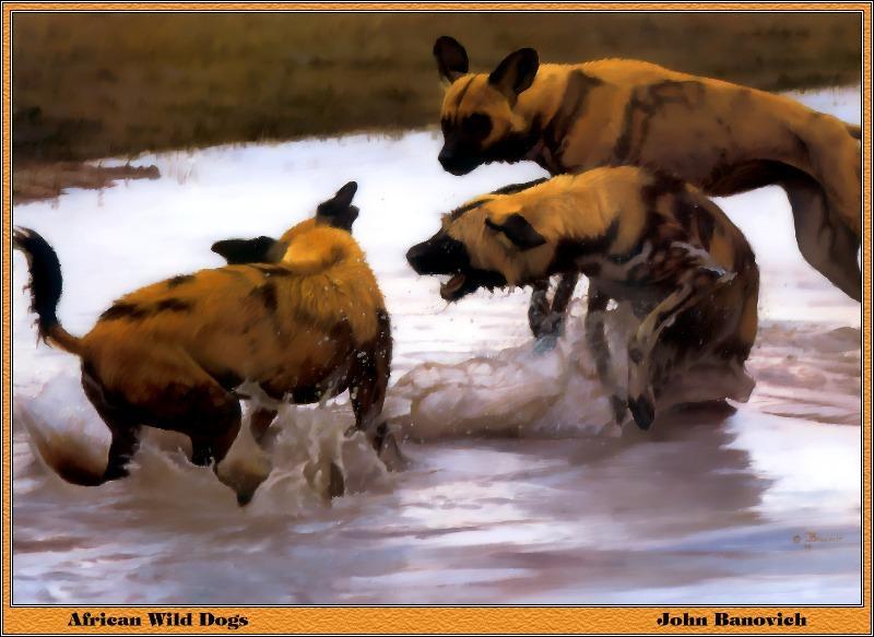 [Animal Art - John Banovich] African Wild Dogs (Lycaon pictus) {!--아프리카들개(리카온)-->; DISPLAY FULL IMAGE.