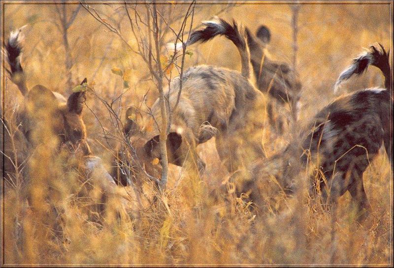 African Wild Dogs (Lycaon pictus) {!--아프리카들개(리카온)-->; DISPLAY FULL IMAGE.