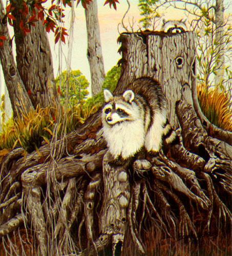 [Animal Art] Northern Raccoon (Procyon lotor) {!--아메리카너구리-->; Image ONLY