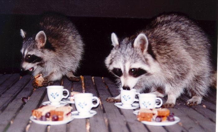 Northern Raccoons (Procyon lotor) {!--아메리카너구리-->; Image ONLY
