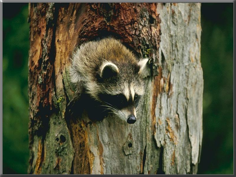 Northern Raccoon (Procyon lotor) {!--아메리카너구리-->; DISPLAY FULL IMAGE.