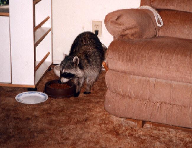 Northern Raccoon (Procyon lotor) {!--아메리카너구리-->; Image ONLY