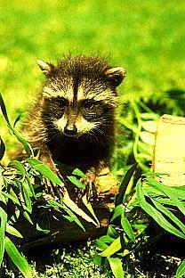 Northern Raccoon (Procyon lotor) {!--아메리카너구리-->; Image ONLY