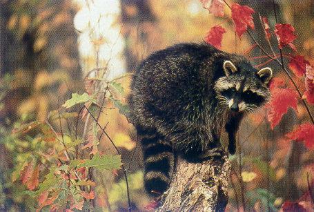Wild Northern Raccoon (Procyon lotor) {!--아메리카너구리-->; Image ONLY