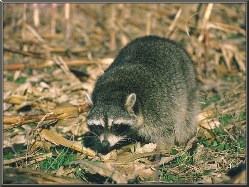 Wild Northern Raccoon (Procyon lotor) {!--아메리카너구리-->; DISPLAY FULL IMAGE.