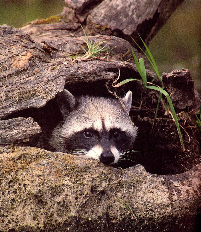 Wild Northern Raccoon (Procyon lotor) {!--아메리카너구리-->; Image ONLY