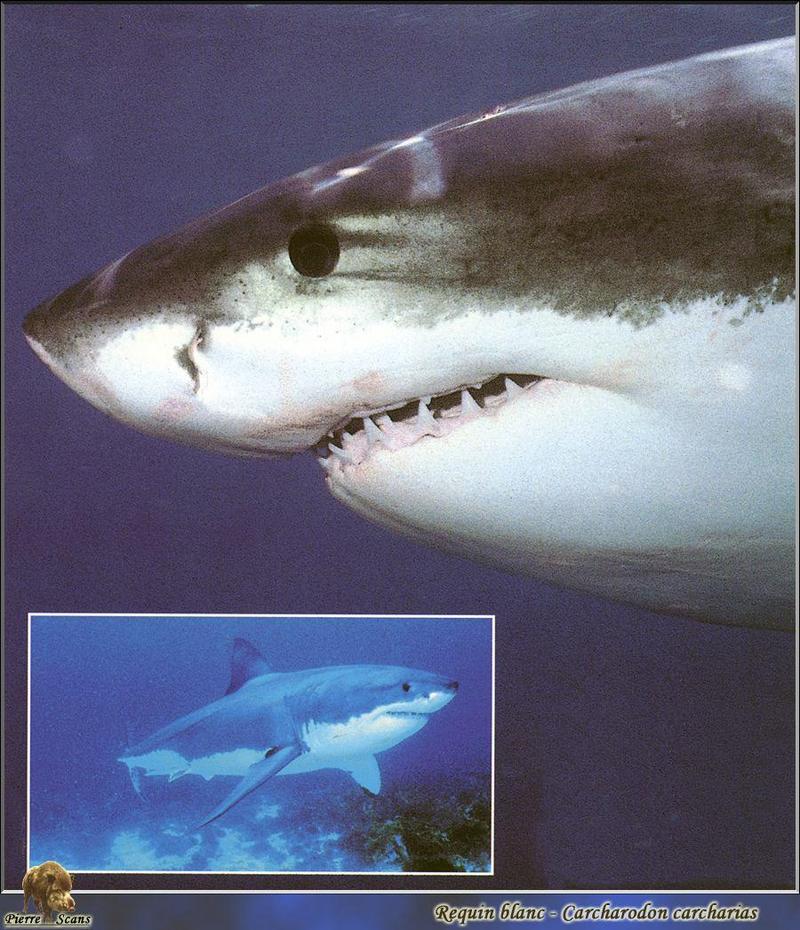 Great White Shark (Carcharodon carcharias) {!--백상어|백상아리-->; DISPLAY FULL IMAGE.