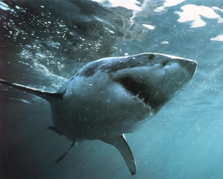 Great White Shark (Carcharodon carcharias) {!--백상어|백상아리-->; Image ONLY