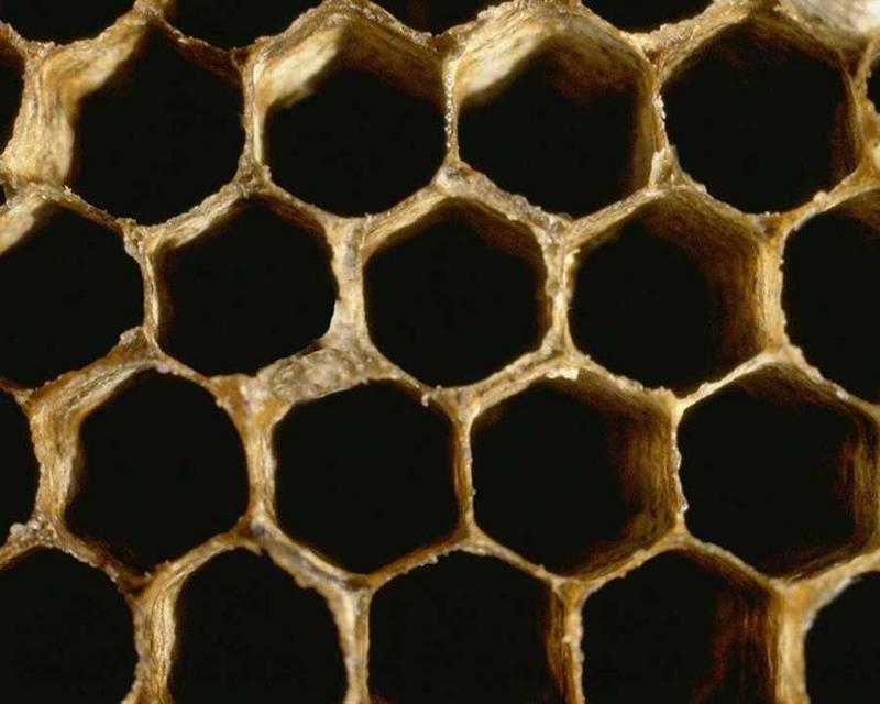 Bee hive {!--벌집-->; DISPLAY FULL IMAGE.