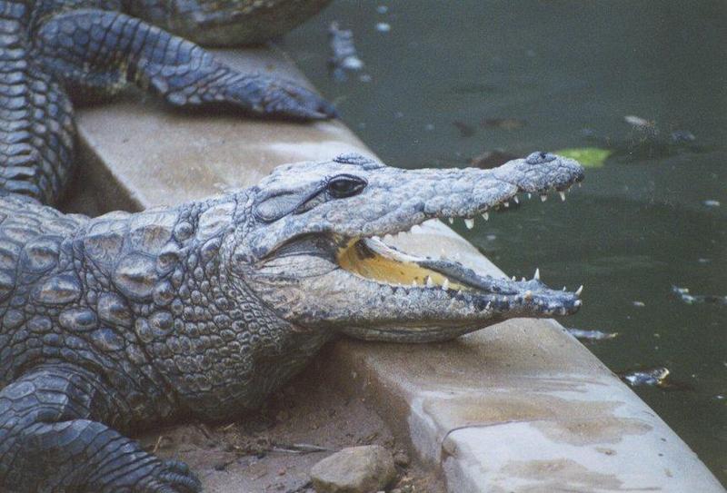 Crocodile {!--악어-->; DISPLAY FULL IMAGE.