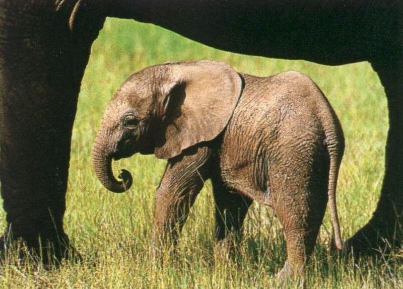 African Elephant (Loxodonta africana) calf {!--아프리카코끼리-->; DISPLAY FULL IMAGE.