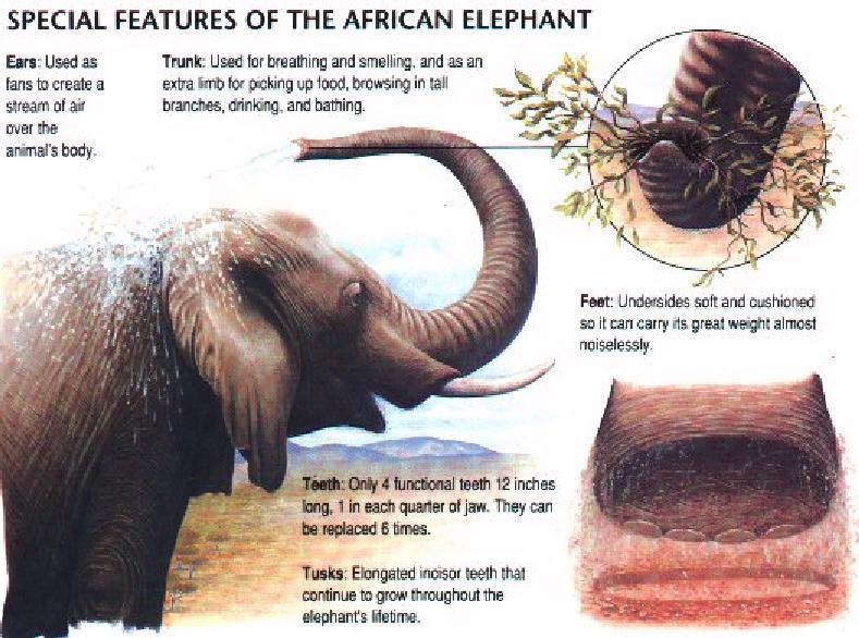 African Elephant (Loxodonta africana) feature sheet {!--아프리카코끼리-->; DISPLAY FULL IMAGE.