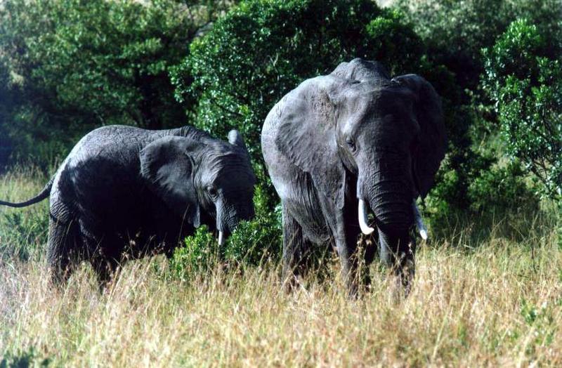 African Elephants (Loxodonta africana) {!--아프리카코끼리-->; DISPLAY FULL IMAGE.
