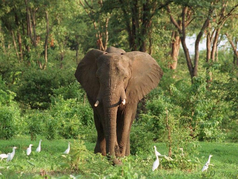 African Elephant (Loxodonta africana) {!--아프리카코끼리-->; DISPLAY FULL IMAGE.