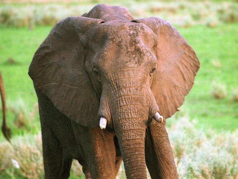 African Elephant (Loxodonta africana) {!--아프리카코끼리-->; DISPLAY FULL IMAGE.