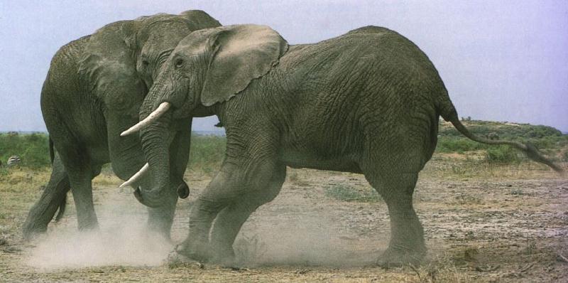 African Elephants (Loxodonta africana) {!--아프리카코끼리-->; DISPLAY FULL IMAGE.