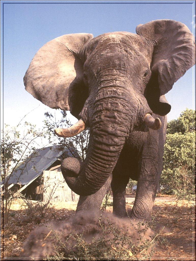 South African Bush Elephant (Loxodonta africana africana) {!--덤불코끼리(아프리카코끼리 아종)-->; Image ONLY