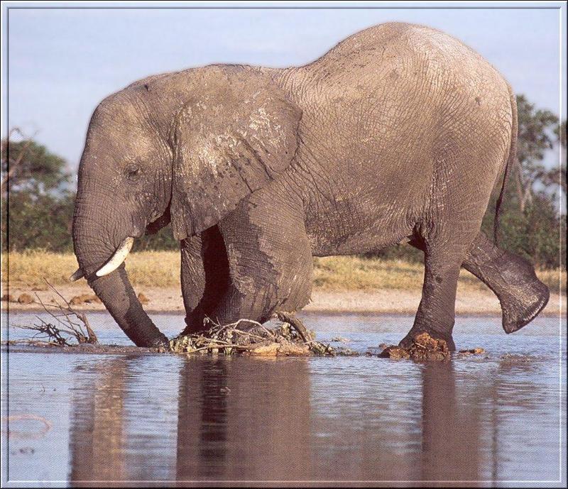 South African Bush Elephant (Loxodonta africana africana) {!--덤불코끼리(아프리카코끼리 아종)-->; DISPLAY FULL IMAGE.