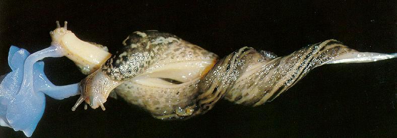 Mating Great Slug pair {!--짝짓기-->; DISPLAY FULL IMAGE.
