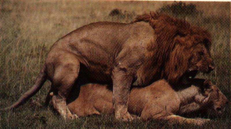 Mating African Lions {!--사자, 짝짓기-->; DISPLAY FULL IMAGE.