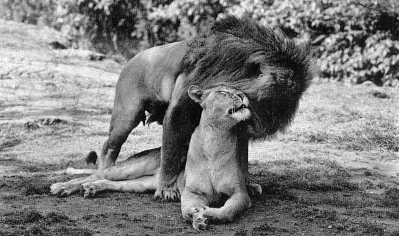 Mating African Lions {!--사자, 짝짓기-->; DISPLAY FULL IMAGE.