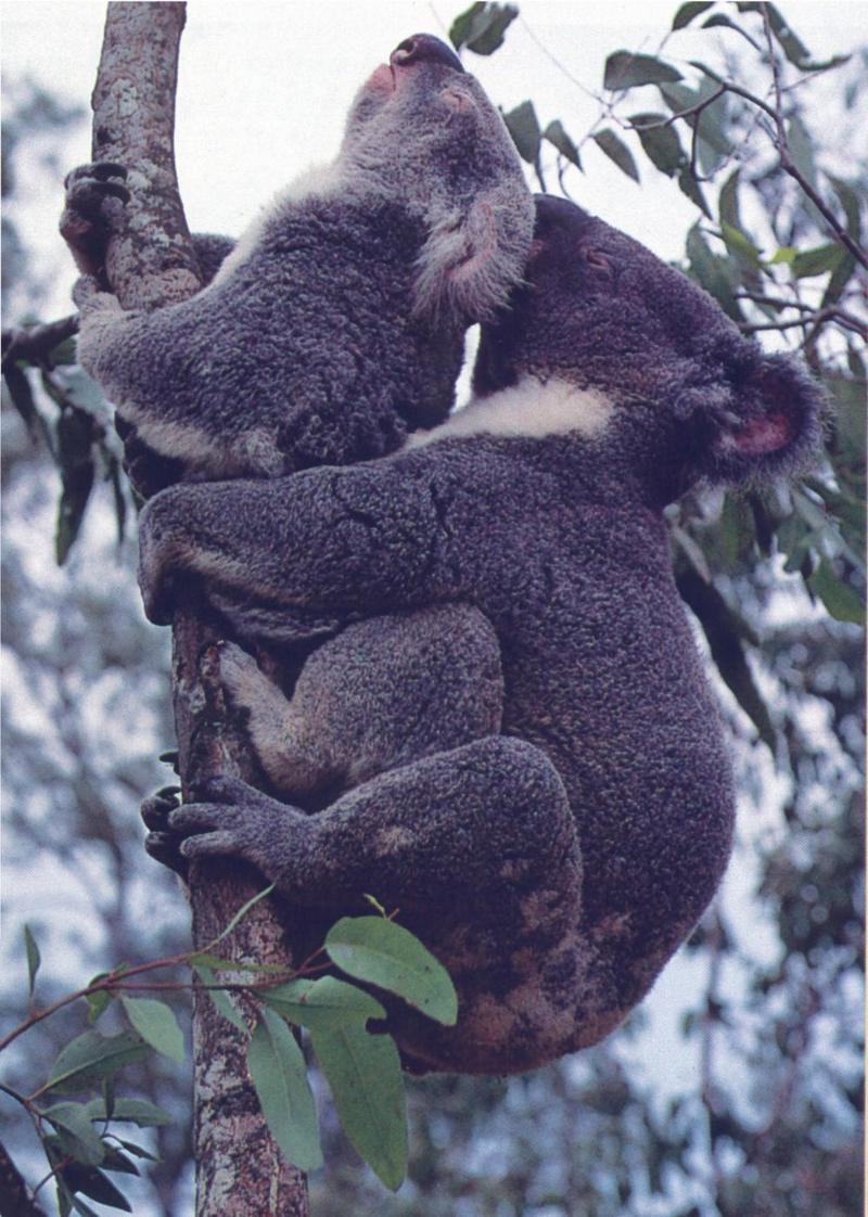 Mating Koala pair {!--코알라, 짝짓기-->; DISPLAY FULL IMAGE.