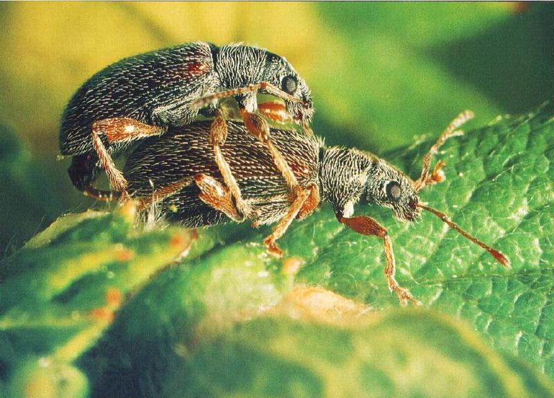 Mating Beetle pair {!--짝짓기-->; DISPLAY FULL IMAGE.