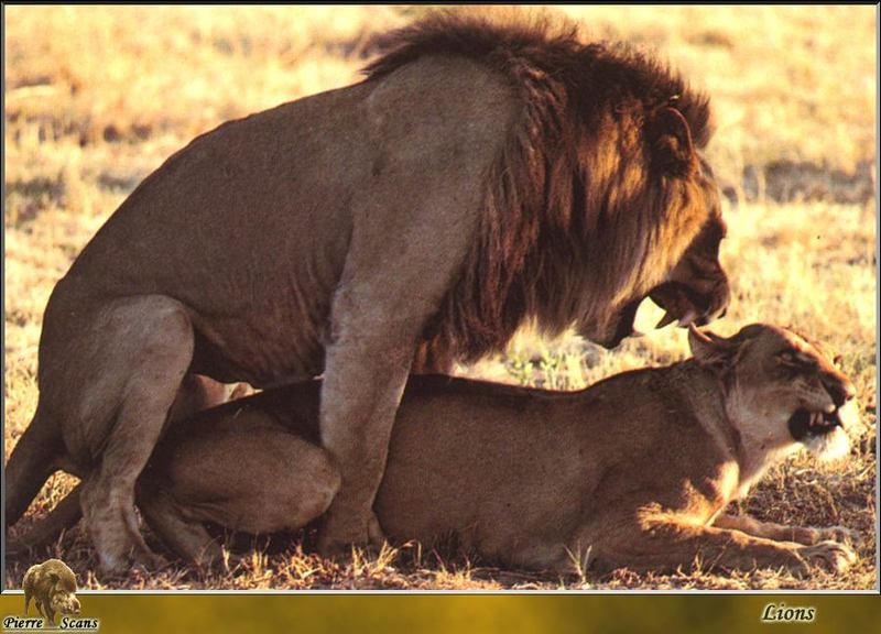 Mating African Lion pair {!--사자, 교미-->; DISPLAY FULL IMAGE.