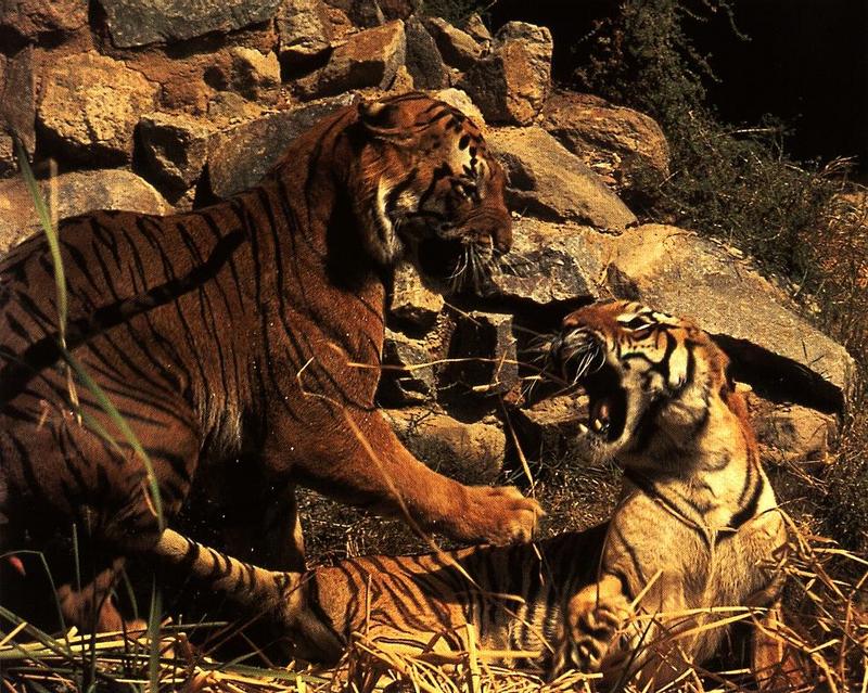 Mating Tiger pair {!--호랑이, 교미-->; DISPLAY FULL IMAGE.