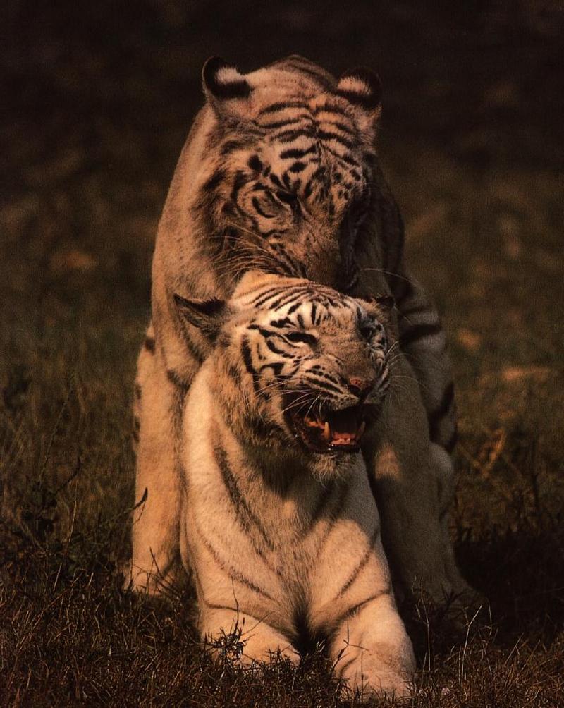 Mating White Tiger pair {!--호랑이(백호), 교미-->; DISPLAY FULL IMAGE.