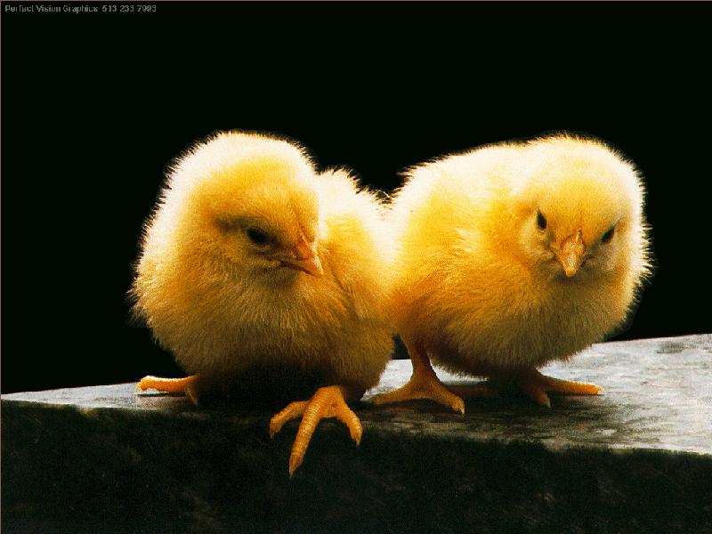 Domestic Chicken (Gallus gallus domesticus) {!--닭/병아리-->; DISPLAY FULL IMAGE.