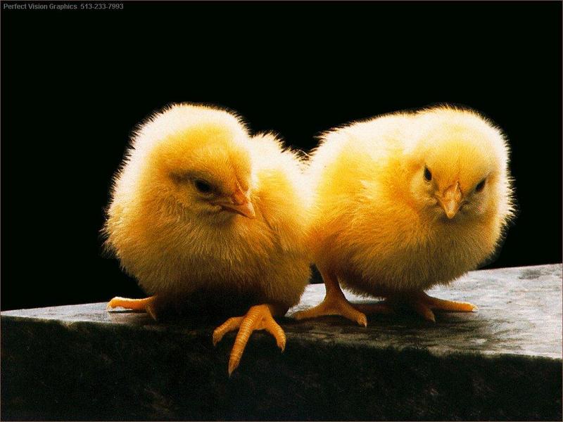 Domestic Chicken (Gallus gallus domesticus) chicks {!--병아리-->; DISPLAY FULL IMAGE.