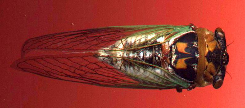 Cicada {!--매미-->; DISPLAY FULL IMAGE.