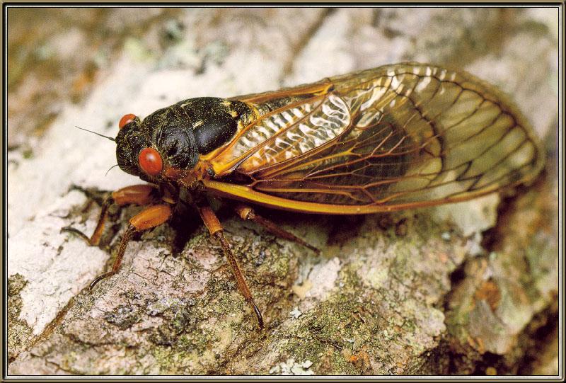 Cicada {!--매미-->; DISPLAY FULL IMAGE.