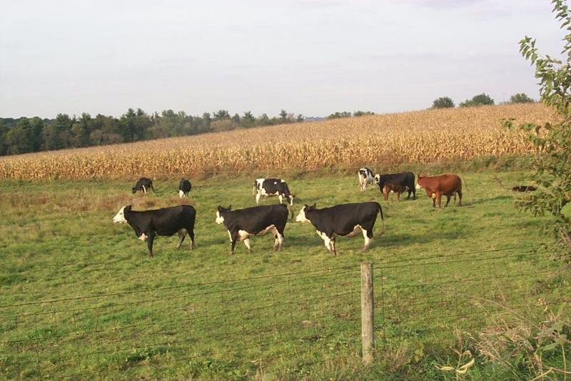 Domestic Cattle (Bos taurus) {!--소-->; DISPLAY FULL IMAGE.