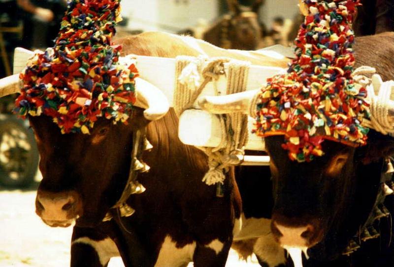 Domestic Cattle (Bos taurus) {!--소--> from Espania; DISPLAY FULL IMAGE.