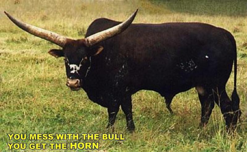 Domestic Cattle (Bos taurus) Longhorn {!--황소/롱혼-->; DISPLAY FULL IMAGE.
