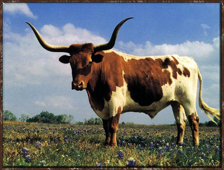 Domestic Cattle (Bos taurus) Longhorn Steer {!--소/롱혼-->; DISPLAY FULL IMAGE.