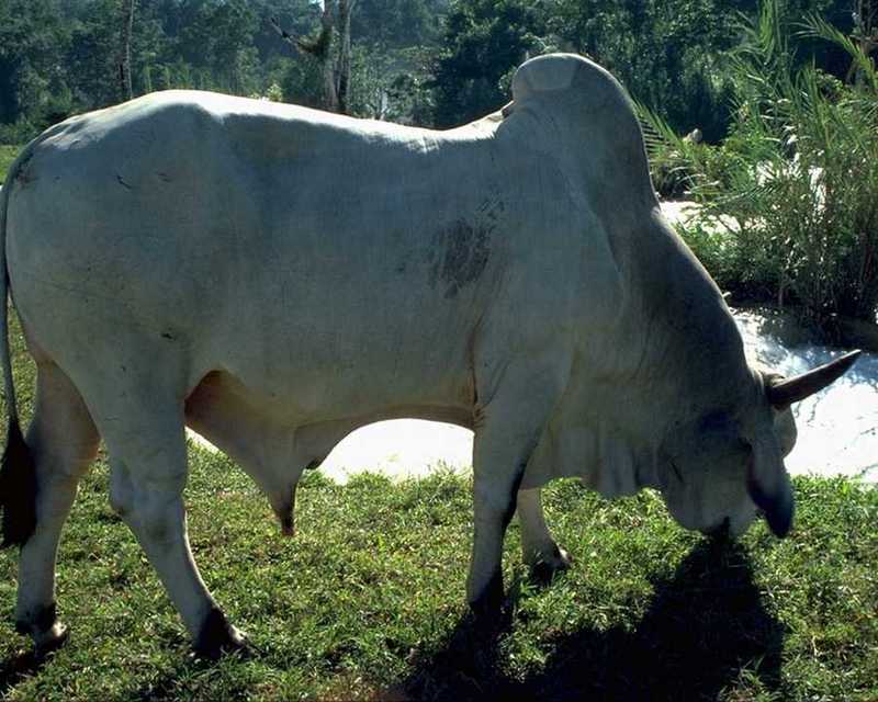 Domestic Cattle (Bos taurus) {!--소-->; DISPLAY FULL IMAGE.